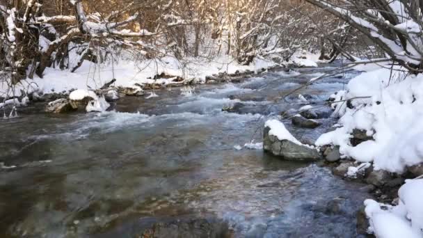 Rivière dans la forêt enneigée 