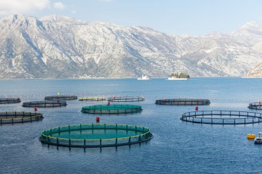 Kotor Körfezi balık çiftliği.