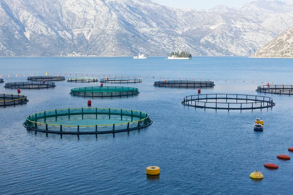 Rybí farma v zátoce Kotor. — Stock fotografie