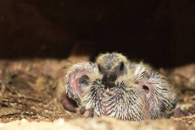 Yuvadaki yeni doğmuş kuş, yakından bak. Yuvadaki küçük bir kuş anneyi bekliyor. Yavru kuş yakından bak. Sarı yeni doğmuş güvercin.