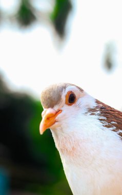Güvercin fotoğraf için poz veriyor. Yeşil arka planla yüz yüze güvercin yüzünün ön görüntüsü.