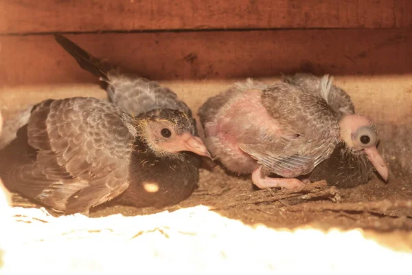 Neugeborene Vögel Nest Aus Nächster Nähe Ein Kleiner Vogel Nest — Stockfoto