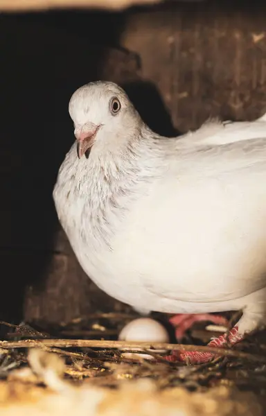 Líhnutí Vajíček Holub Líhne Vejce Hnízdě Holub Malým Vejcem — Stock fotografie