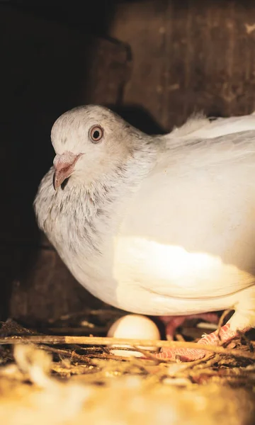 Líhnutí Vajíček Holub Líhne Vejce Hnízdě Holub Malým Vejcem — Stock fotografie