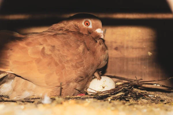 Bruteier Tauben Brüten Eier Nest Aus Taube Mit — Stockfoto
