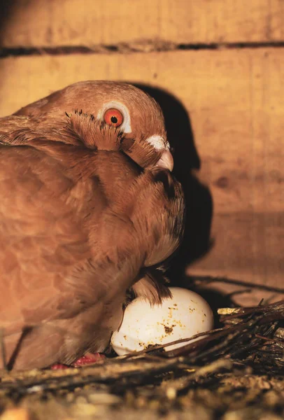 Bruteier Tauben Brüten Eier Nest Aus Taube Mit — Stockfoto