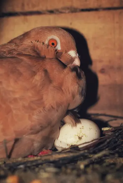 Œufs Incubation Œufs Incubation Pigeons Dans Nid Pigeon Avec Petit — Photo