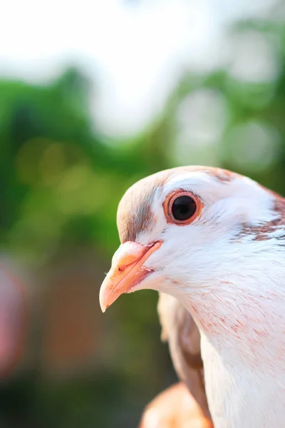 Pigeon Posing Photo Front View Face Pigeon Face Face Green — Stock Photo, Image
