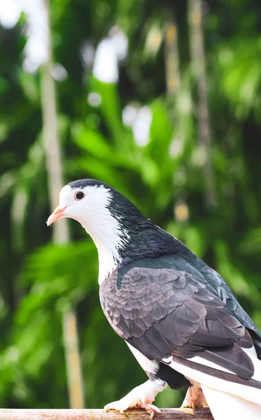 Taube Posiert Für Das Foto Vorderansicht Des Taubengesichts Von Angesicht — Stockfoto