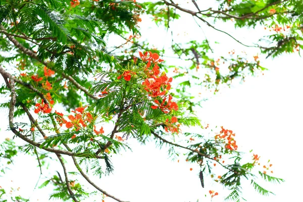 Royal Poinciana Flammenblumen Baum Und Flammenbaum Oder Pfauenblume Royal Poinciana — Stockfoto