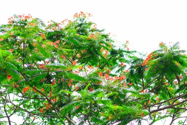 Kraliyet Poinciana (Parlak çiçekler) ağaç ve alev ağacı veya tavus kuşu çiçeği. Duvar kağıdı için gökyüzü arka planında Royal Poinciana ağacı.