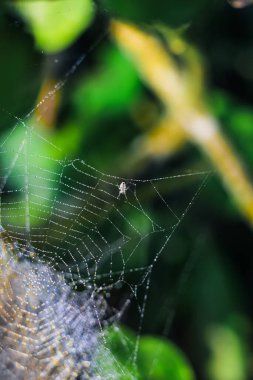 Örümcek yeşil arka planda ağda oturuyor. Örümcek ağındaki çiy damlaları (örümcek ağı) duvar kağıdı için yeşil ve bokeh arkaplanlı yakın plan.