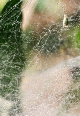 Örümcek ağındaki çiy damlaları (örümcek ağı) duvar kağıdı için yeşil ve bokeh arkaplanlı yakın plan.