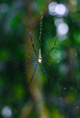 Örümcek, duvar kâğıdı için yeşil ve bokeh arkaplanlı web üzerinde oturuyor.