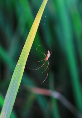 Örümcek, duvar kâğıdı için yeşil ve bokeh arkaplanlı web üzerinde oturuyor.