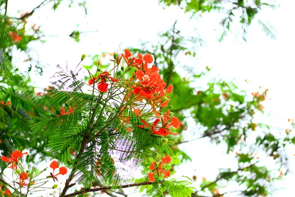 Royal Poinciana(Flamboyant flowers) tree and flame tree or peacock flower. Royal Poinciana tree on sky background for the wallpaper.