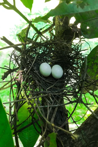 Kuş yuvasında iki yumurta var ve yuva parktaki yeşil yaprakların üzerinde. Sabahleyin parkta kuş yuvasında iki yumurta var..