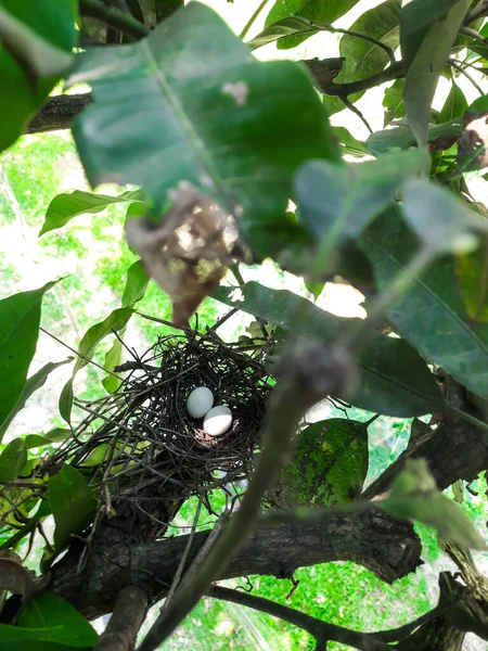 Dwa Jajka Ptasim Gnieździe Gniazdo Jest Zielonych Liściach Parku Dwa — Zdjęcie stockowe