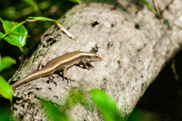 Baby Monitor Lizard Tree Newly Hatched Monitor Lizard Tree — Stock Photo, Image