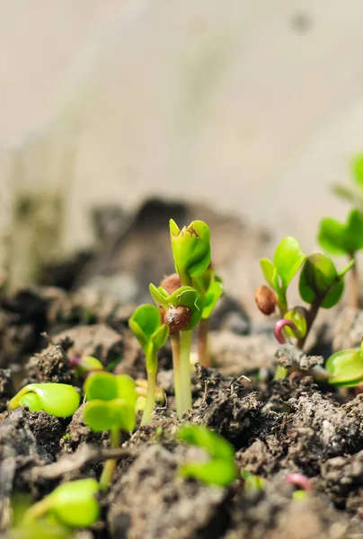 Toprakta Küçük Yeşil Tohum Lahana Tohumu Ekiyorum Tarım Konsepti Küçük — Stok fotoğraf