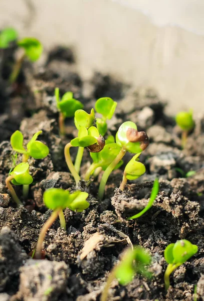 Kleiner Grüner Sämling Der Erde Kohlpflanze Landwirtschaftskonzept Kleine Schärfentiefe — Stockfoto