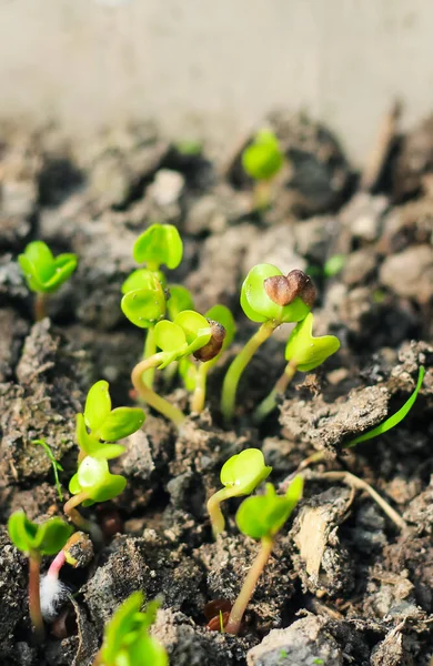 Kleiner Grüner Sämling Der Erde Kohlpflanze Landwirtschaftskonzept Kleine Schärfentiefe — Stockfoto