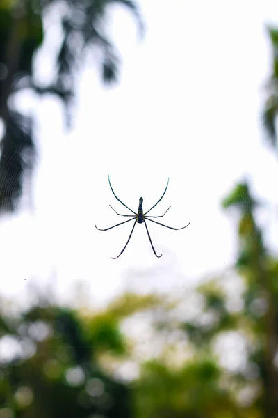 Örümcek, duvar kâğıdı için yeşil ve bokeh arkaplanlı web üzerinde oturuyor.
