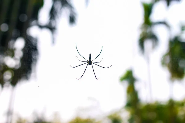 Aranha Sentado Web Closeup Com Fundo Verde Bokeh Para Papel — Fotografia de Stock