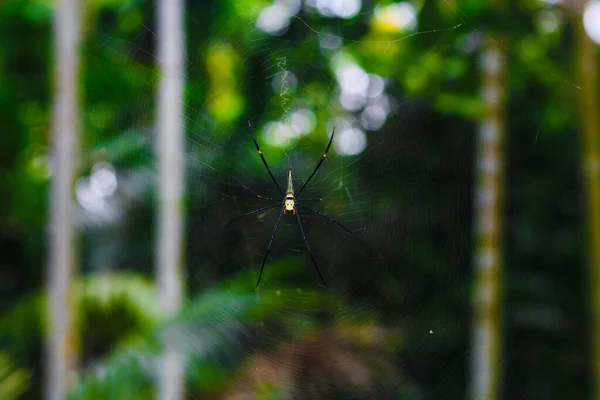 Aranha Sentado Web Closeup Com Fundo Verde Bokeh Para Papel — Fotografia de Stock