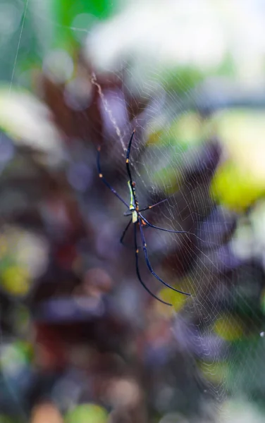 Spider Seduta Sul Web Primo Piano Con Sfondo Verde Bokeh — Foto Stock