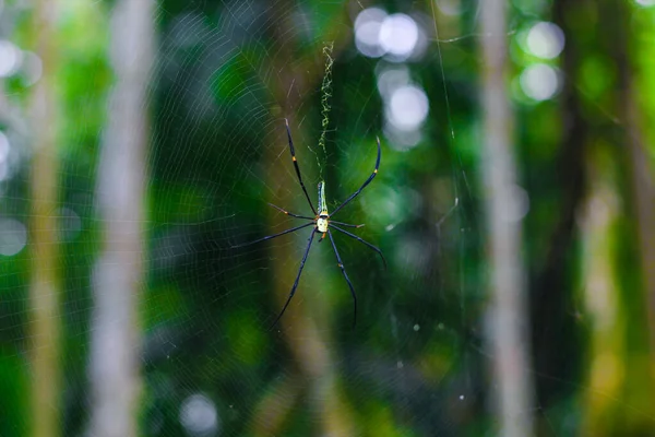 Spider Sentado Primer Plano Web Con Fondo Verde Bokeh Para — Foto de Stock