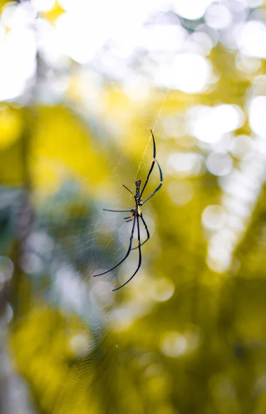 Spider Seduta Sul Web Primo Piano Con Sfondo Verde Bokeh — Foto Stock