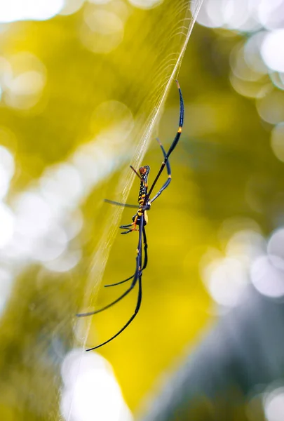 Spider Assis Sur Web Gros Plan Avec Fond Vert Bokeh — Photo