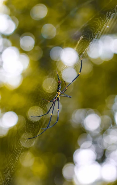 Spider Sentado Primer Plano Web Con Fondo Verde Bokeh Para — Foto de Stock