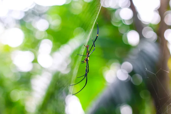 Spider Zitten Het Web Closeup Met Groene Bokeh Achtergrond Voor — Stockfoto
