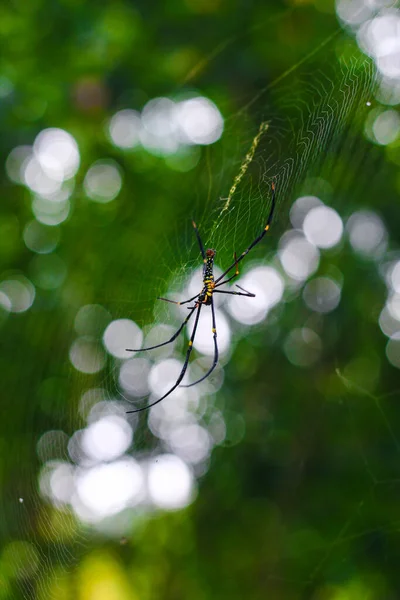 Spinne Sitzt Auf Dem Web Nahaufnahme Mit Grünem Und Bokeh — Stockfoto