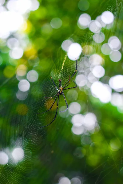 Spider Sentado Primer Plano Web Con Fondo Verde Bokeh Para — Foto de Stock