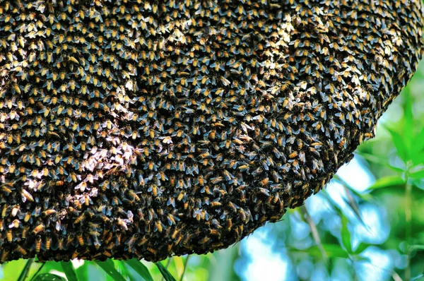 Enfoque Selectivo Primer Plano Las Abejas Enjambre Abejas Sus Miles — Foto de Stock