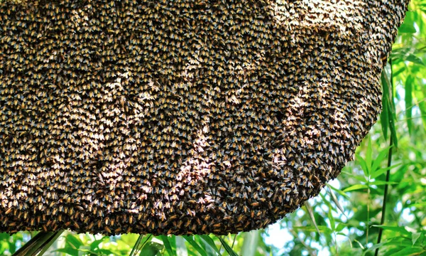Kocaman bir bal arısı tarağı ağaç dallarının altında kısmen işçi arılarla kaplıdır. Doğada bal arısı sürüsü ağaçta sallanıyor..