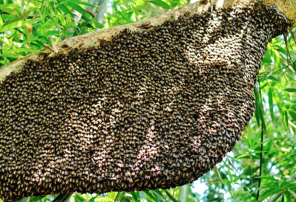 Único Pente Gigante Abelha Gigante Pendura Sob Galhos Árvores Parcialmente — Fotografia de Stock