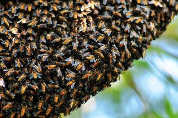 Foco Seletivo Fechar Abelhas Enxame Abelhas Seus Milhares Abelha Rainha — Fotografia de Stock