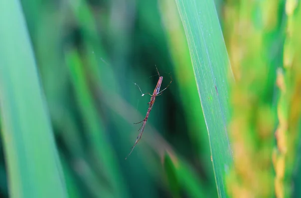 Spinne Sitzt Auf Dem Web Nahaufnahme Mit Grünem Und Bokeh — Stockfoto