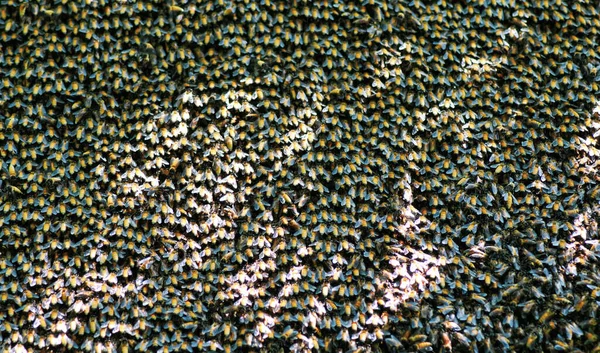 Выборочный Фокус Крупный План Пчел Рой Пчёл Тысячи Королева Пчёл — стоковое фото