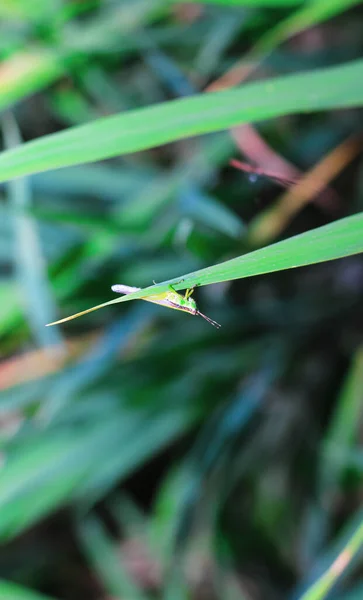 Belle Sauterelle Sur Herbe Sur Fond Flou Vue Macro Grasshopper — Photo