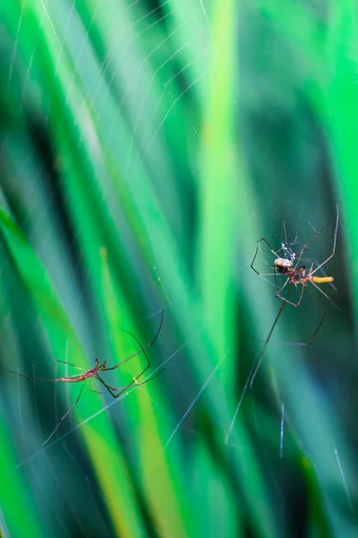 Zeldzame Fotografie Bijeenkomst Zag Twee Mannelijke Vrouwelijke Spinnen Een Paringsritueel — Stockfoto