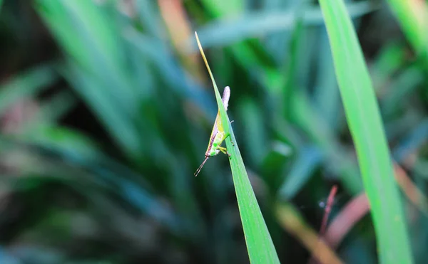 Beautiful Grasshopper Grass Blurred Background Grasshopper Macro View Grasshopper Profile — Stock Photo, Image