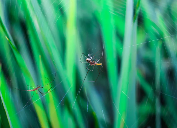 Rare Photography Meeting Seen Two Male Female Spiders Doing Mating — Stock Photo, Image