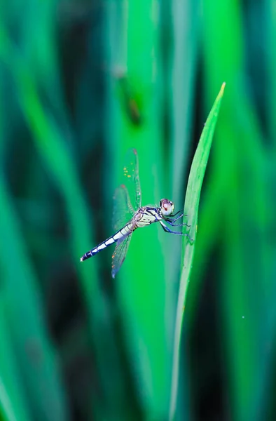 Schöne Naturszene Libelle Libelle Natürlichen Lebensraum Als Hintergrund Oder Tapete — Stockfoto