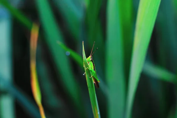 Schöne Heuschrecke Auf Dem Gras Vor Verschwommenem Hintergrund Heuschrecken Makro — Stockfoto