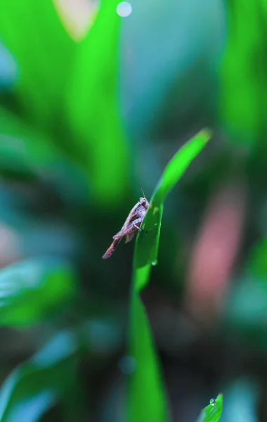 Beautiful Grasshopper Grass Blurred Background Grasshopper Macro View Grasshopper Profile — Stock Photo, Image